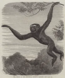 Le gibbon aux jardins de la Société zoologique